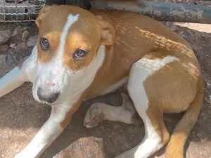 Cachorro raça SRD-ViraLata idade 2 a 6 meses nome Bob