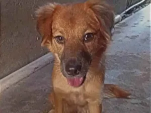 Cachorro raça SRD-ViraLata idade 1 ano nome Pandora 