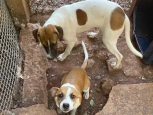 Cachorro raça SRD-ViraLata idade 2 a 6 meses nome Mel