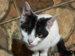 Gato raça SRD-ViraLata idade 7 a 11 meses nome Serena e Vitoria