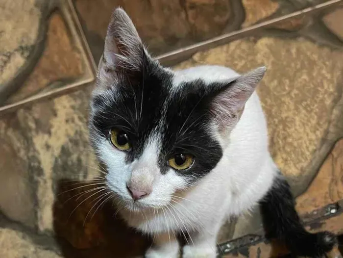 Gato ra a SRD-ViraLata idade 7 a 11 meses nome Serena e Vitoria
