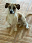 Pipoca