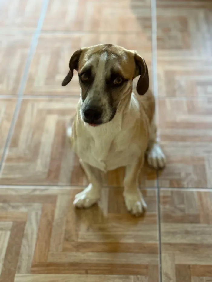 Cachorro ra a SRD-ViraLata idade 1 ano nome Pipoca