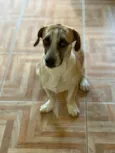 Pipoca