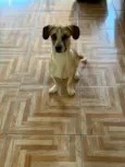 Pipoca