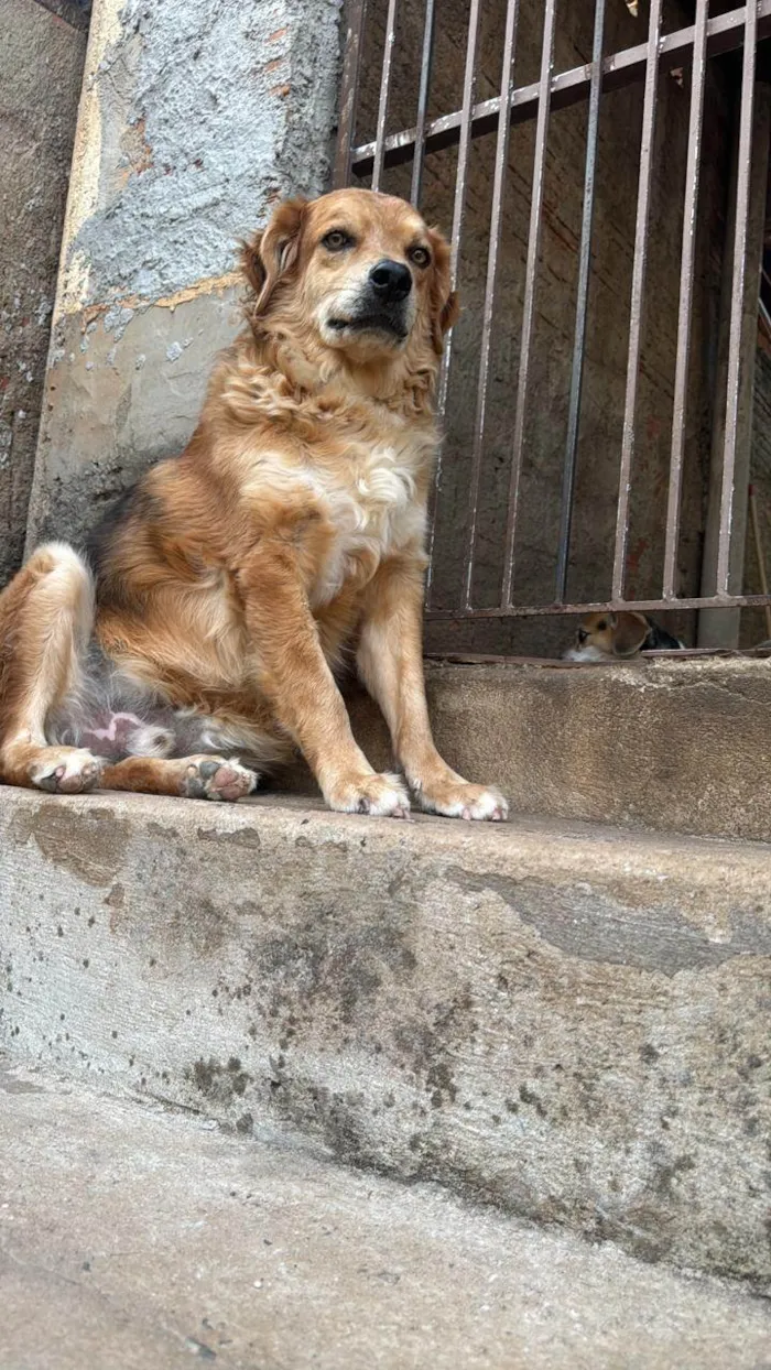 Cachorro ra a SRD-ViraLata idade 2 anos nome Odinho 