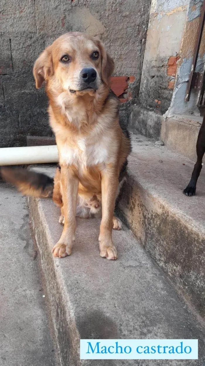 Cachorro ra a SRD-ViraLata idade 2 anos nome Odinho 