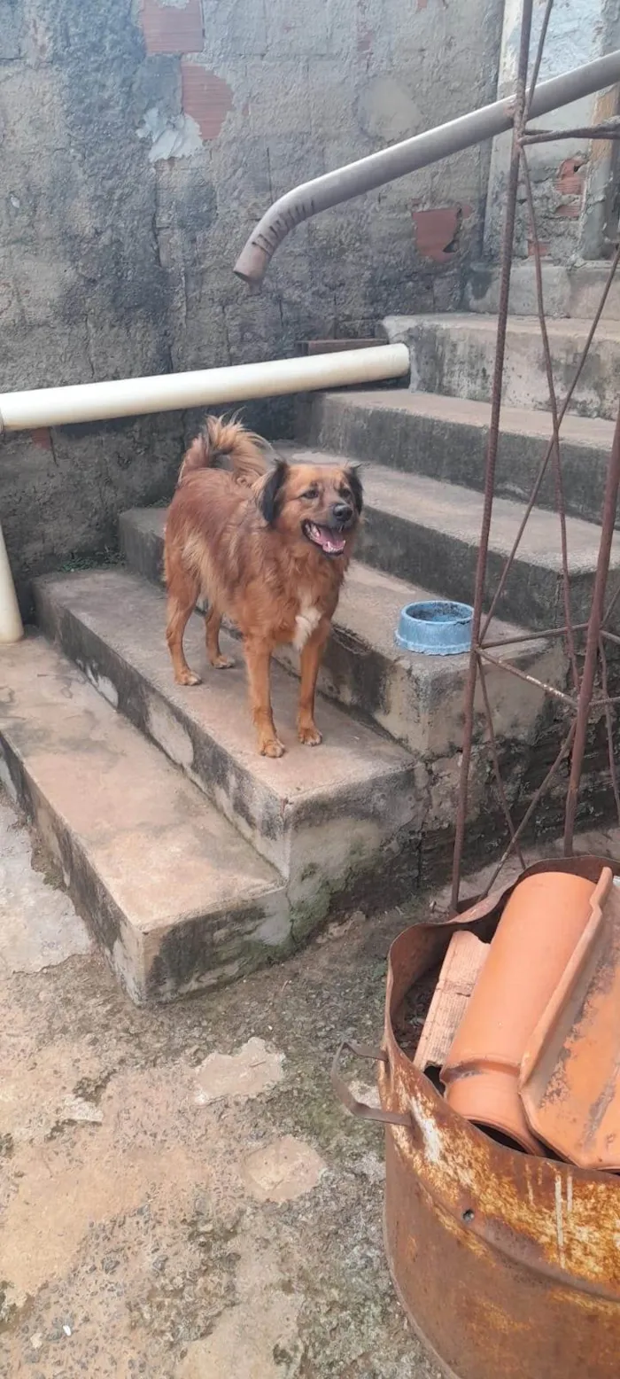 Cachorro ra a SRD-ViraLata idade 3 anos nome Mel