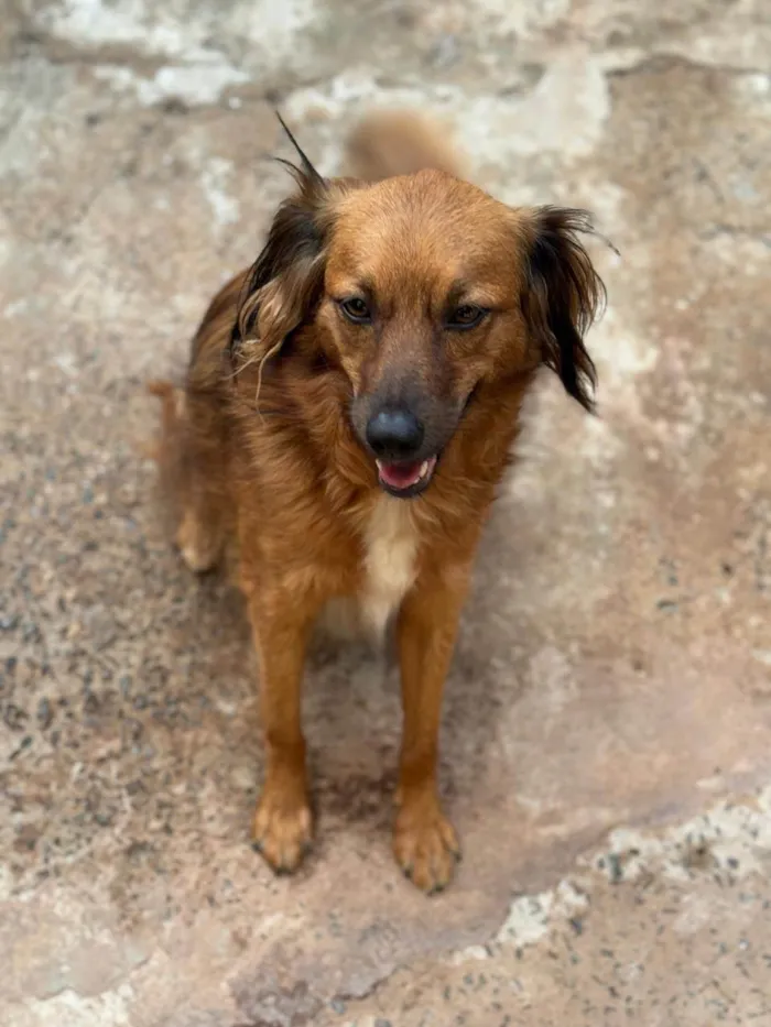 Cachorro ra a SRD-ViraLata idade 3 anos nome Mel