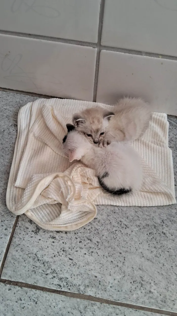 Cachorro ra a SRD-ViraLata idade 2 a 6 meses nome Manchinha e linda 