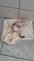 Manchinha e linda