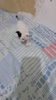Manchinha e linda 