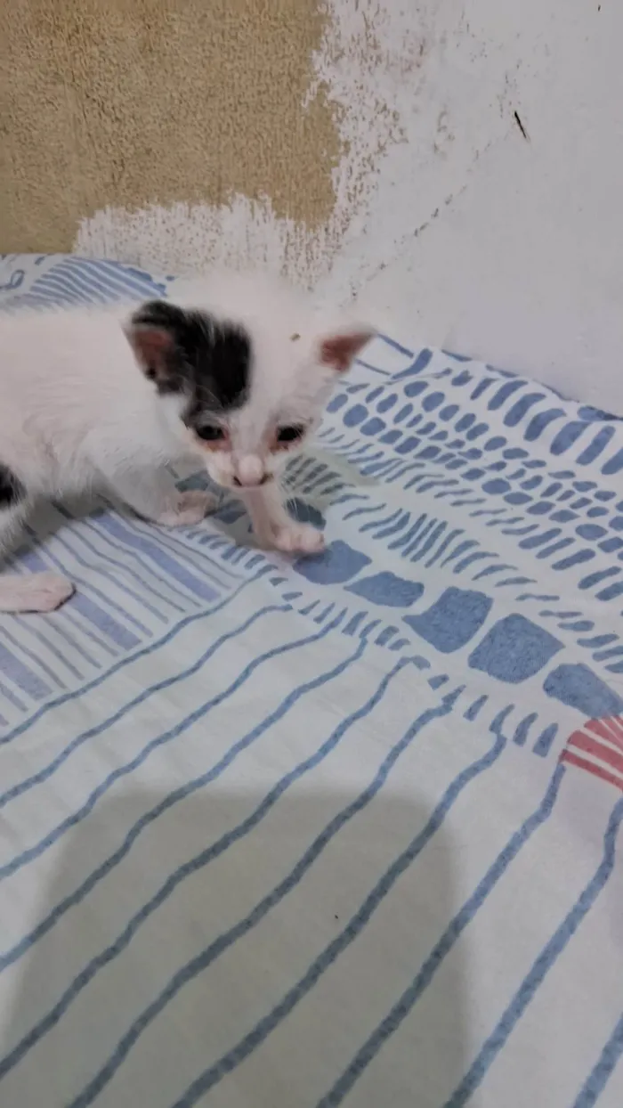 Cachorro ra a SRD-ViraLata idade 2 a 6 meses nome Manchinha e linda 