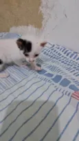 Manchinha e linda
