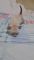 Manchinha e linda