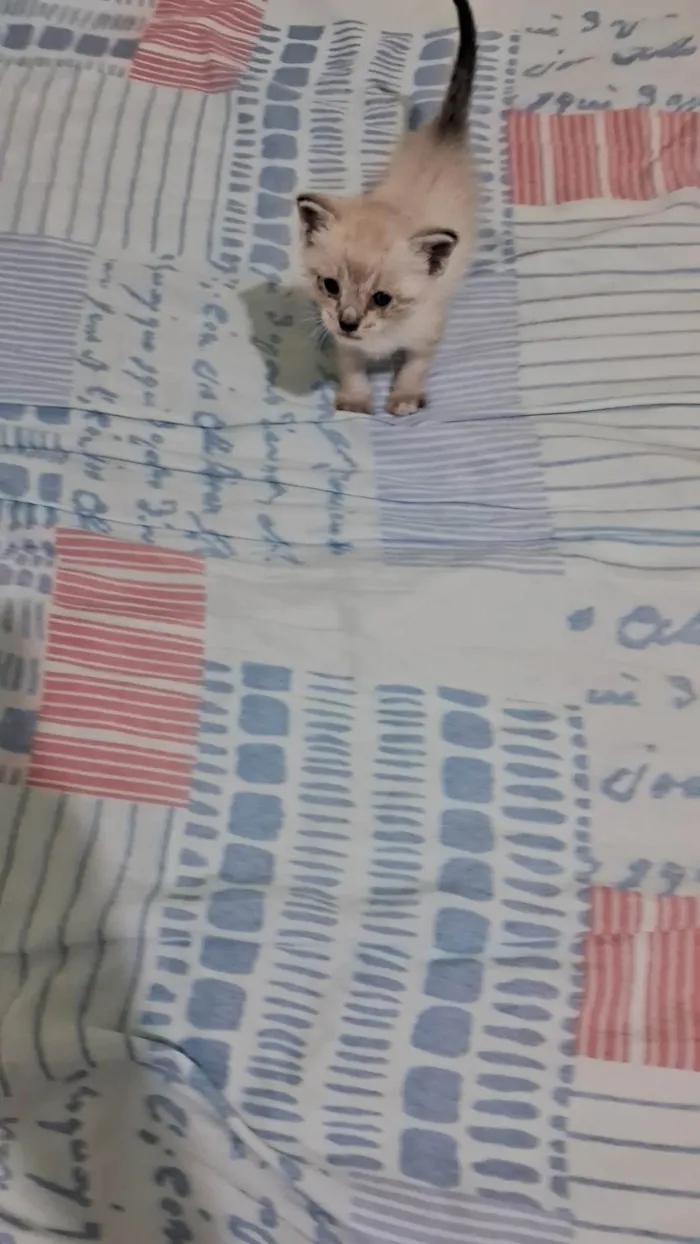 Cachorro ra a SRD-ViraLata idade 2 a 6 meses nome Manchinha e linda 