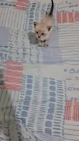 Manchinha e linda