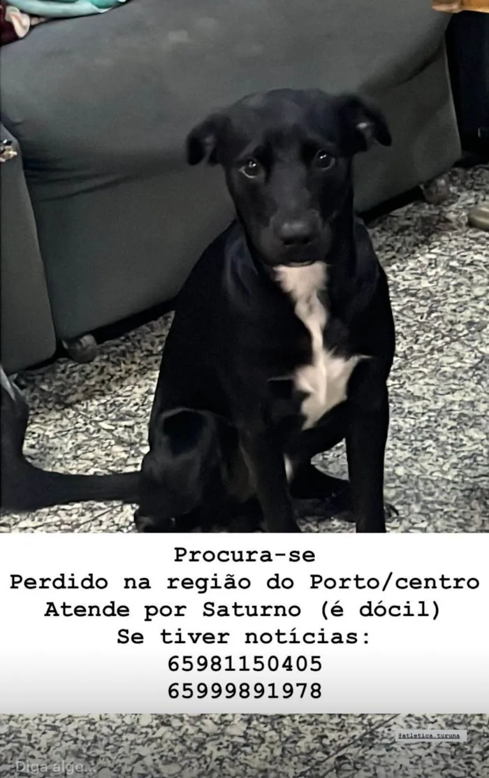 Cachorro ra a SRD-ViraLata idade 1 ano nome Saturno e Teresa