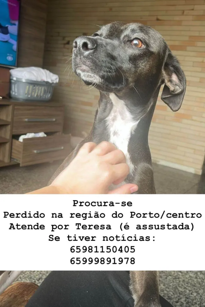 Cachorro ra a SRD-ViraLata idade 1 ano nome Saturno e Teresa