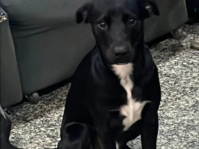 Cachorro ra a SRD-ViraLata idade 1 ano nome Saturno e Teresa
