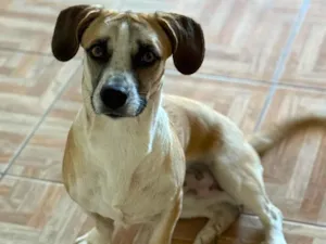 Cachorro raça SRD-ViraLata idade 1 ano nome Pipoca
