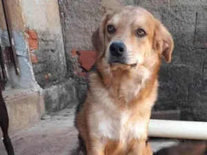 Cachorro raça SRD-ViraLata idade 2 anos nome Odinho 