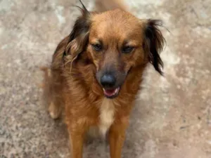 Cachorro raça SRD-ViraLata idade 3 anos nome Mel