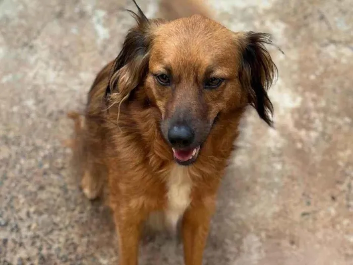 Cachorro ra a SRD-ViraLata idade 3 anos nome Mel
