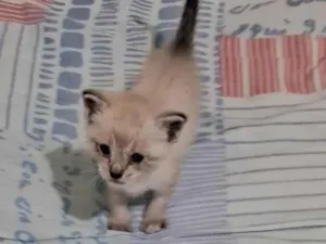 Cachorro raça SRD-ViraLata idade 2 a 6 meses nome Manchinha e linda 