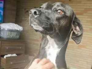 Cachorro raça SRD-ViraLata idade 1 ano nome Saturno e Teresa
