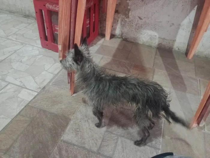 Cachorro ra a SRD-ViraLata idade 4 anos nome Lua