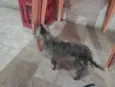 Lua
