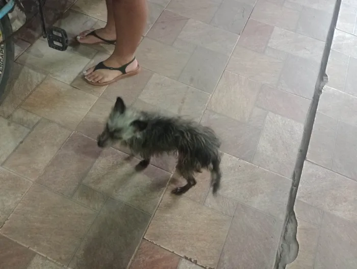 Cachorro ra a SRD-ViraLata idade 4 anos nome Lua