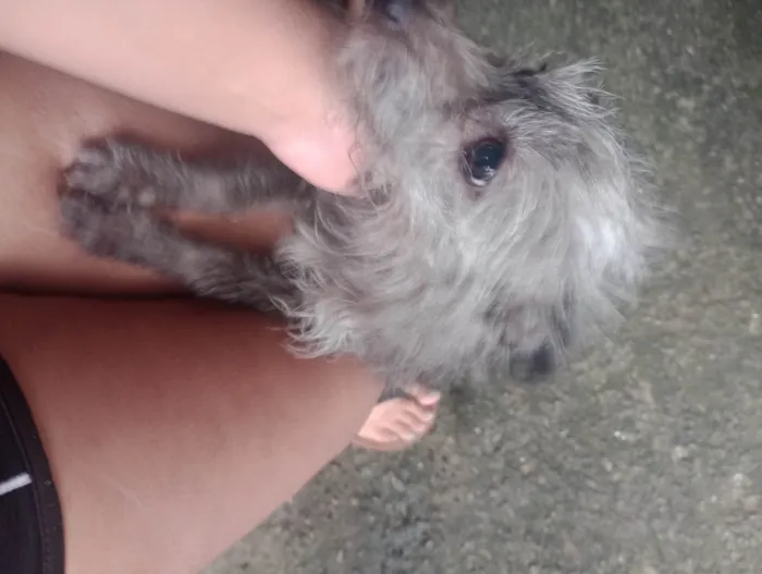 Cachorro ra a SRD-ViraLata idade 4 anos nome Lua
