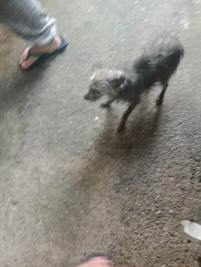 Cachorro ra a SRD-ViraLata idade 4 anos nome Lua