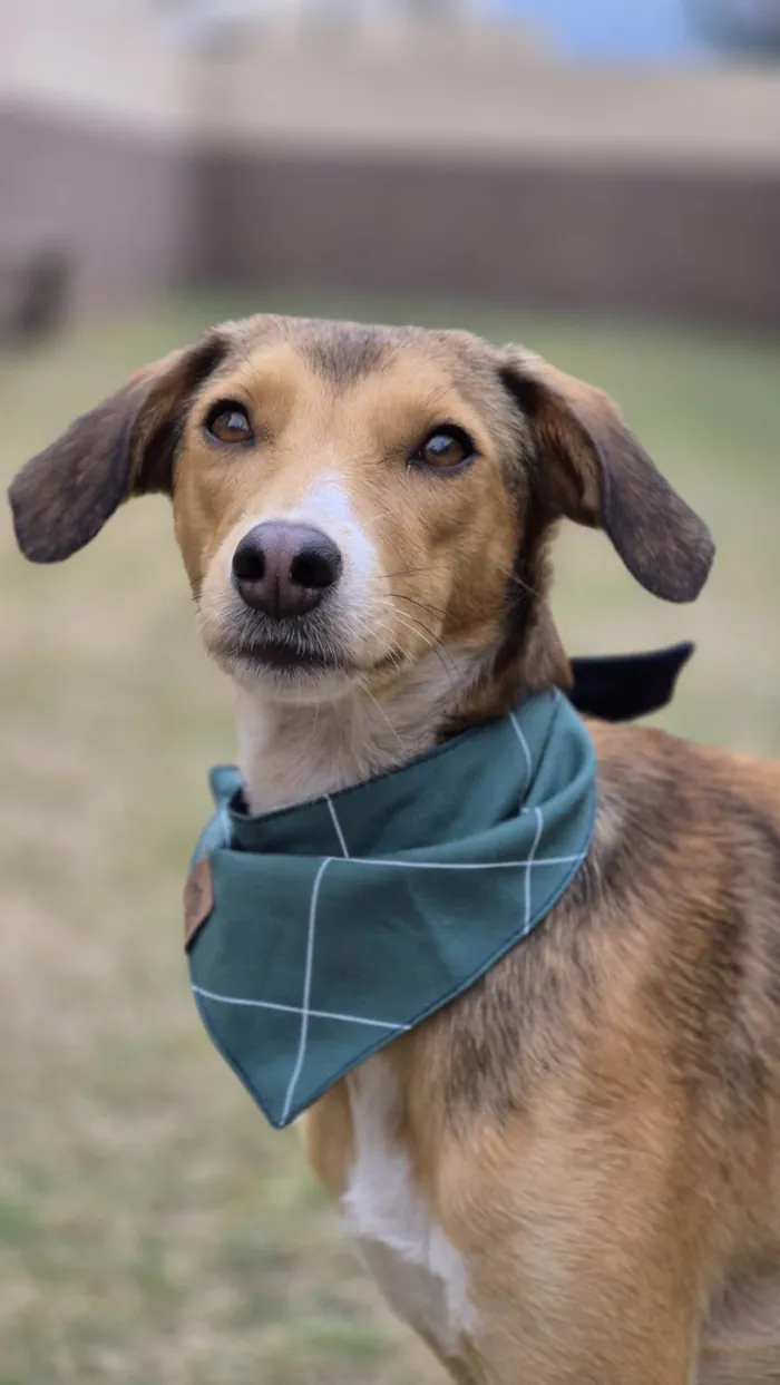 Cachorro ra a SRD-ViraLata idade 7 a 11 meses nome Moana