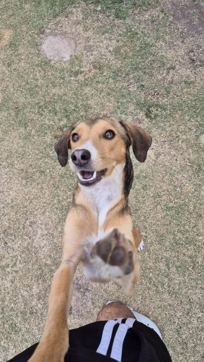 Cachorro ra a SRD-ViraLata idade 7 a 11 meses nome Moana