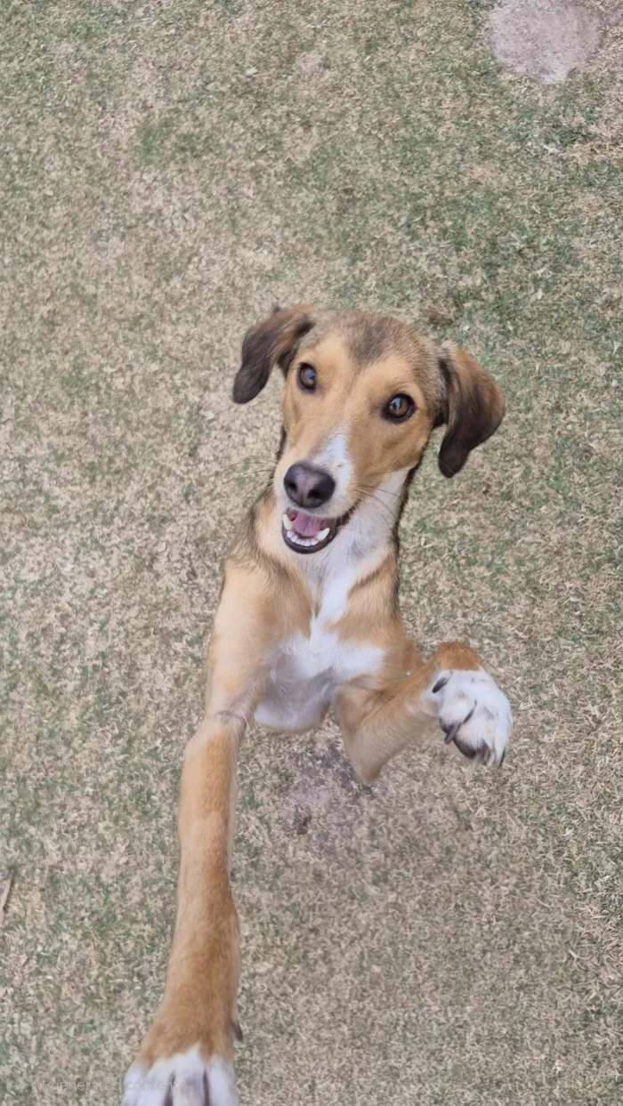 Cachorro ra a SRD-ViraLata idade 7 a 11 meses nome Moana