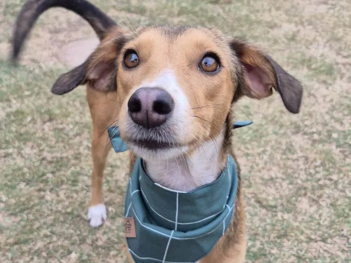Cachorro ra a SRD-ViraLata idade 7 a 11 meses nome Moana