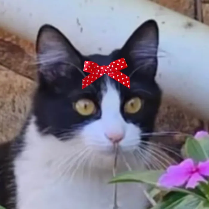 Gato ra a SRD-ViraLata idade 7 a 11 meses nome Meg 