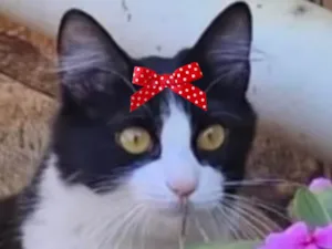 Gato raça SRD-ViraLata idade 7 a 11 meses nome Meg 