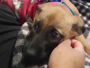 Cachorro raça SRD-ViraLata idade 2 a 6 meses nome Nina