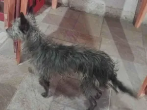 Cachorro raça SRD-ViraLata idade 4 anos nome Lua
