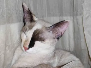 Gato raça Siamês idade 2 a 6 meses nome STEPHANIE EUGENIO DOS SANTOS