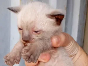 Gato raça SRD-ViraLata idade Abaixo de 2 meses nome não coloquei nome