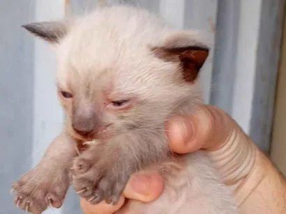 Gato raça SRD-ViraLata idade Abaixo de 2 meses nome não coloquei nome