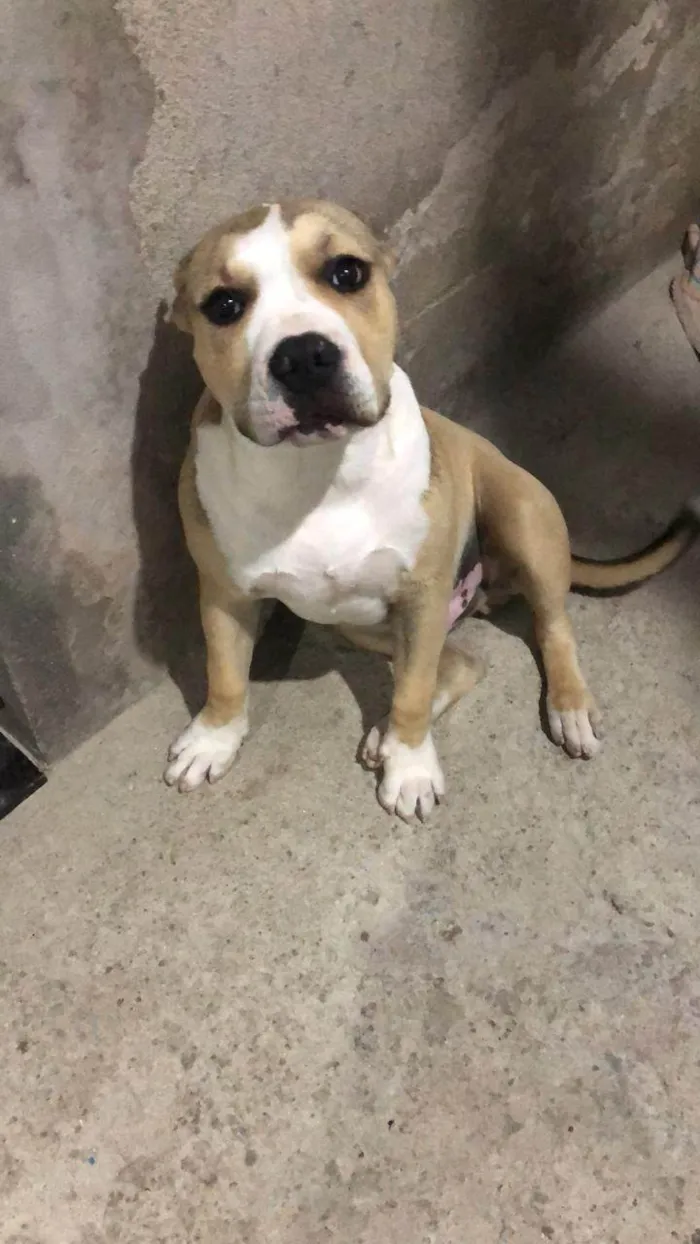 Cachorro ra a Pit-Bull idade 1 ano nome FATIMA M M GERONIMO