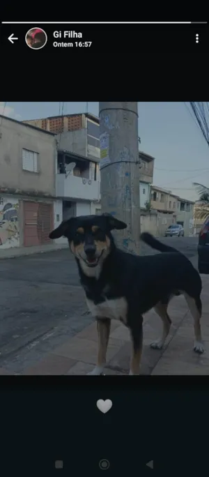 Cachorro raça SRD-ViraLata idade 6 ou mais anos nome Chorão 