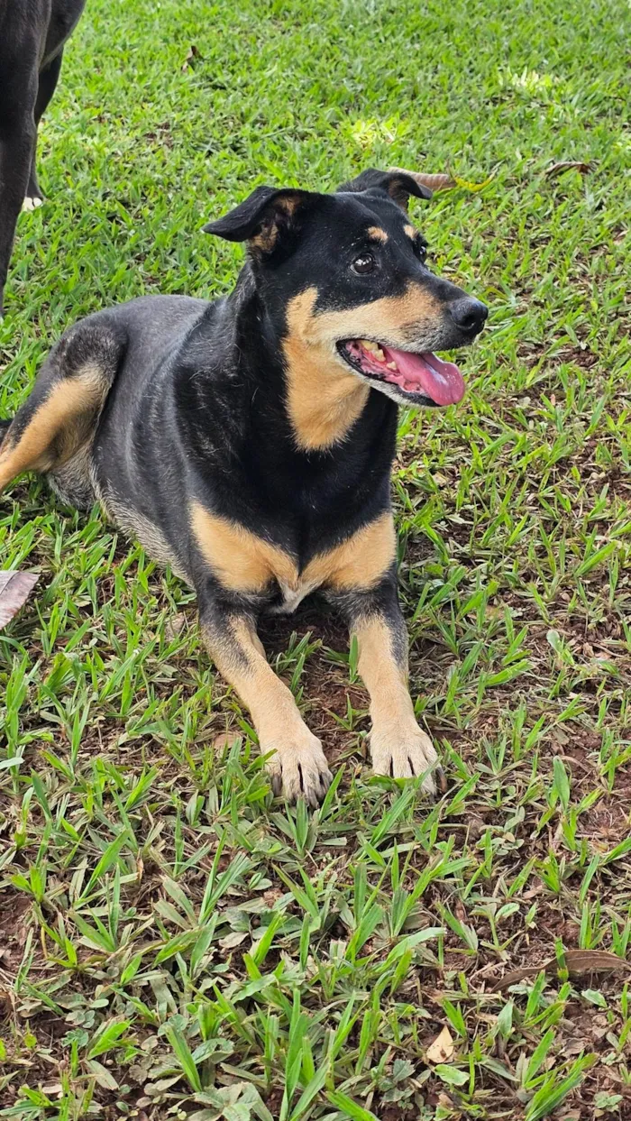 Cachorro ra a SRD-ViraLata idade 6 ou mais anos nome Neguinha