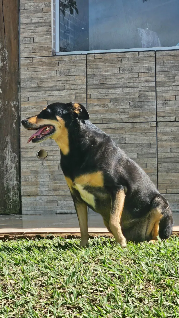 Cachorro ra a SRD-ViraLata idade 6 ou mais anos nome Neguinha